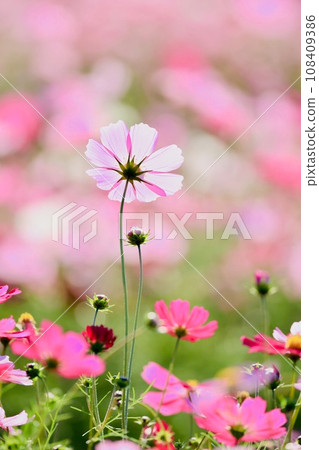 Cosmos Ibaraki Botanical Garden Cosmos Ibaraki Botanical Garden 108409386
