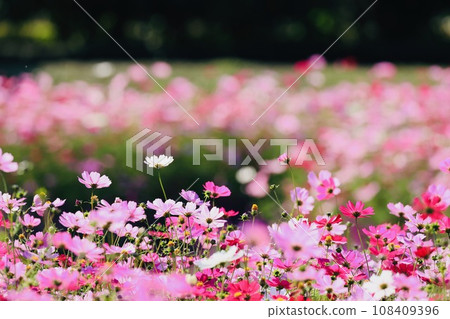 波斯菊茨城植物園 波斯菊茨城植物園 108409396