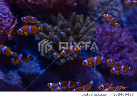 A group of clown fish are swimming in the seawater. A group of clown fish are swimming in the seawater. 108409486