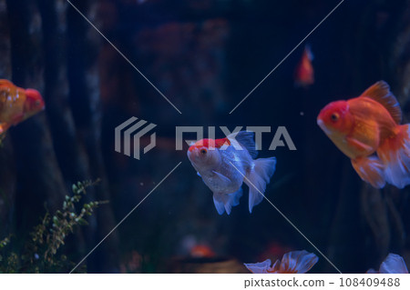 Goldfish swimming in the pond. 108409488