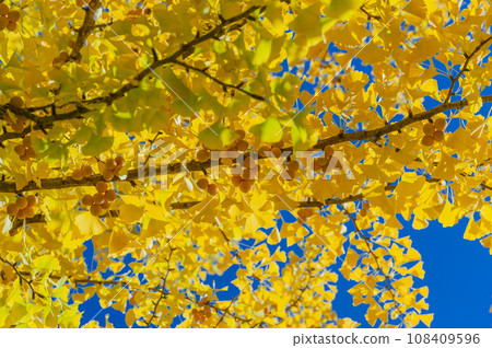 大野高中的銀杏樹變黃了 大野高中的銀杏樹變黃了 108409596