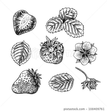 Set of strawberries, berries, leaves and flower, hand drawn black and white graphic vector illustration. Isolated on a white background. For packaging, labels, banners and menus, textiles and posters. Set of strawberries, berries, leaves and flower, hand drawn black and white graphic vector illustration. Isolated on a white background. For packaging, labels, banners and menus, textiles and posters. 108409761