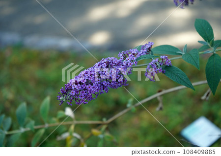 佛花 108409885