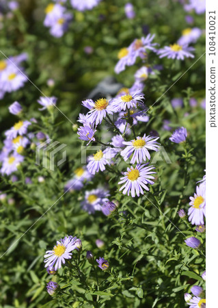 New York aster Professor Kippenberg 108410021