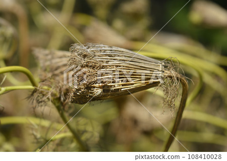 Toothpick bullwort Blutenball Toothpick bullwort Blutenball 108410028