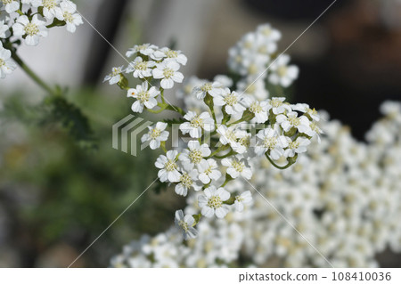 White Beauty Yarrow 108410036