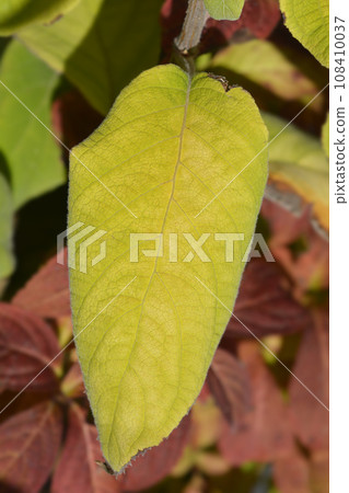 Large-leaved scabrous hydrangea 108410037