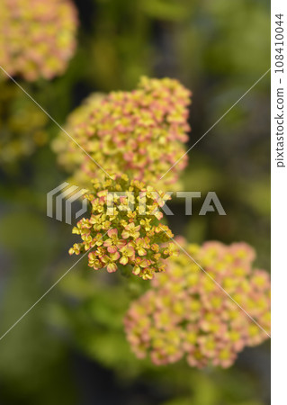 Milly Rock Yellow Terracotta Yarrow 108410044