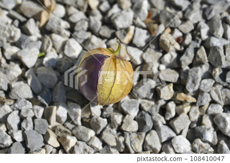 Tomatillo Tomatillo 108410047