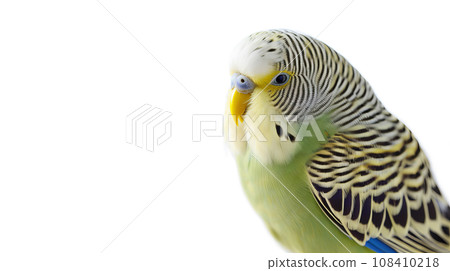 Budgie on white background 108410218
