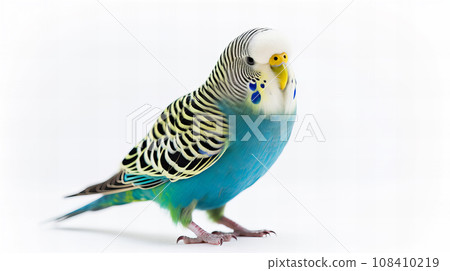 Budgie on white background 108410219