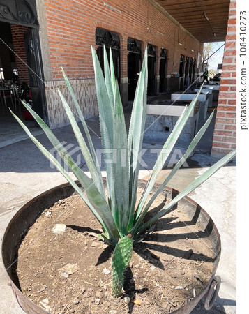 墨西哥龍舌蘭原料-龍舌蘭 墨西哥龍舌蘭原料-龍舌蘭 108410273