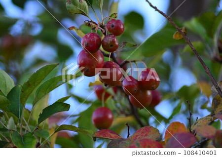 狗蘋果果實變紅 狗蘋果果實變紅 108410401