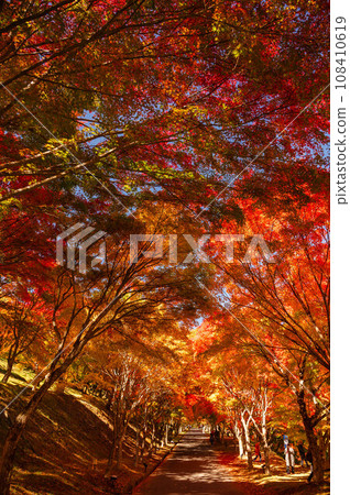 Japan's best autumn leaves, Lake Momiji, maple tunnel 108410619