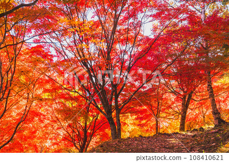 Autumn leaves at Lake Momiji dyed red 108410621