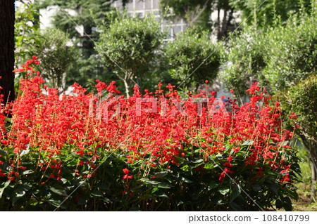 Flowerbed with blooming salvias in Toyama Park, Shinjuku Ward Flowerbed with blooming salvias in Toyama Park, Shinjuku Ward 108410799