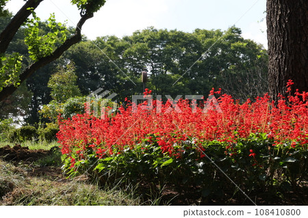 Flowerbed with blooming salvias in Toyama Park, Shinjuku Ward Flowerbed with blooming salvias in Toyama Park, Shinjuku Ward 108410800