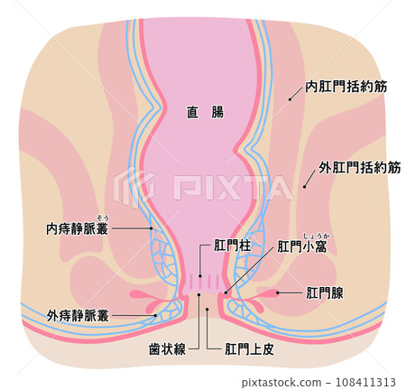 健康肛門區域的簡單說明 健康肛門區域的簡單說明 108411313
