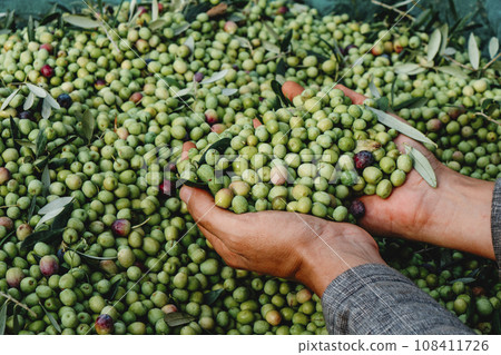 man grabbing a bunch of olives man grabbing a bunch of olives 108411726