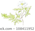 Watercolor illustration of goldenrod 108411952