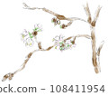 Watercolor illustration of cherry blossoms 108411954