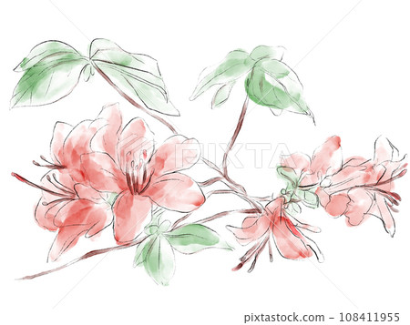 Azalea watercolor illustration Azalea watercolor illustration 108411955