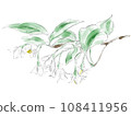 Styrax watercolor illustration 108411956