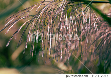 Autumn Susuki Autumn Susuki 108412014