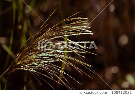 日本蒲葦的耳朵在早晨的陽光照耀 108412021