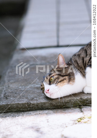 貓在地上摩擦 貓在地上摩擦 108412022