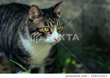 一隻貓盯著你 108412023