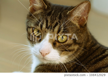 A cat staring at you A cat staring at you 108412029