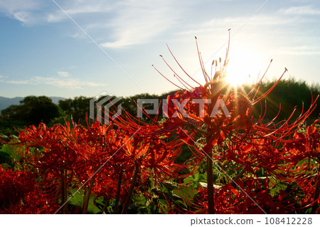 晨光照亮的群孤挺花 108412228