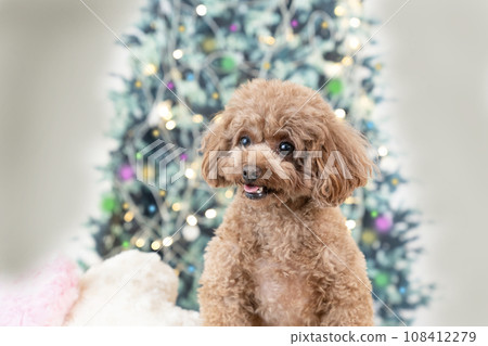 微笑的玩具貴賓犬和聖誕樹 108412279