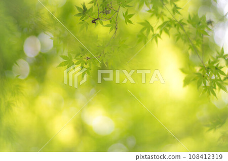 Beautiful fresh green maple leaves coloring Kyoto in summer, Japan 108412319