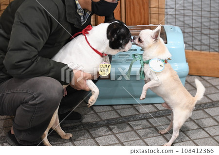 吉娃娃和法國鬥牛犬 吉娃娃和法國鬥牛犬 108412366