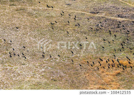 African openbill Flying over the Okavango Delta 108412535