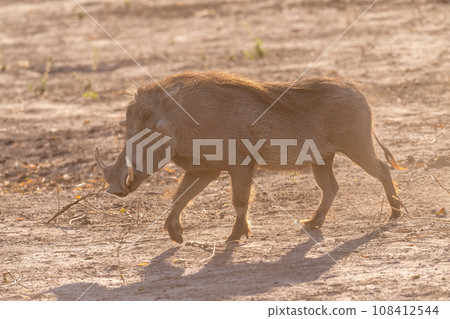 Close-up of a Warthog 108412544