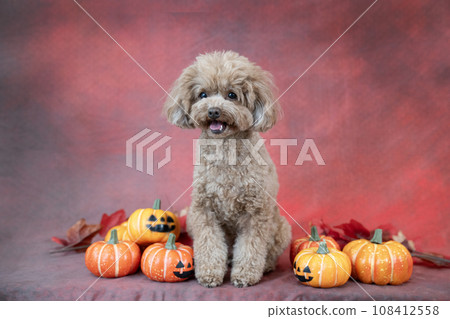 紅色背景、南瓜和玩具貴賓犬 紅色背景、南瓜和玩具貴賓犬 108412558