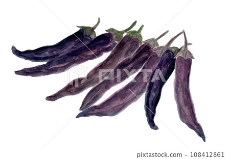 手繪水彩畫收穫的紫辣椒 108412861