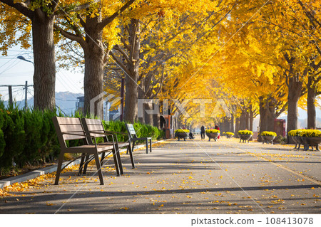autumn ginkgo trees tunnel in the morning with yellow leaves besides Gokkyocheon Creek near Asan-si, Korea autumn ginkgo trees tunnel in the morning with yellow leaves besides Gokkyocheon Creek near Asan-si, Korea 108413078