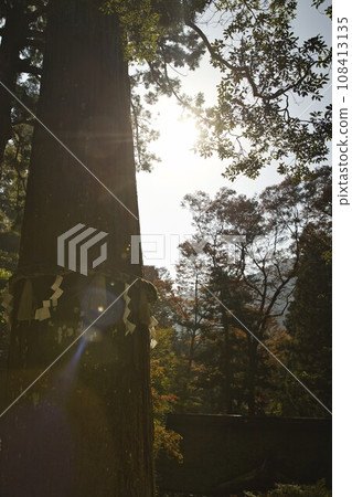 Yuki Shrine’s sacred tree Osugi-san 1 Yuki Shrine’s sacred tree Osugi-san 1 108413135