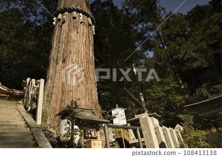 Yuki Shrine's sacred tree Osugi-san 3 Yuki Shrine's sacred tree Osugi-san 3 108413138