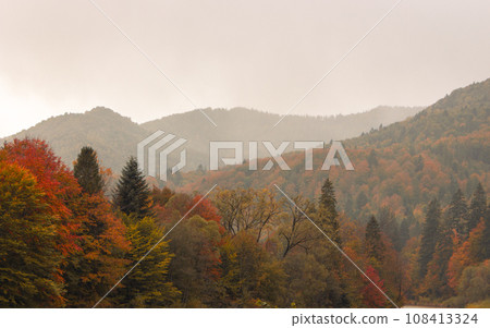 Amazing autumn in the mountains. Autumn foggy forest in Carpathian mountains. Picturesque nature in cloudy day. Autumn color leaves in woodland. Vibrant woods background. Bright natural pattern. Amazing autumn in the mountains. Autumn foggy forest in Carpathian mountains. Picturesque nature in cloudy day. Autumn color leaves in woodland. Vibrant woods background. Bright natural pattern. 108413324