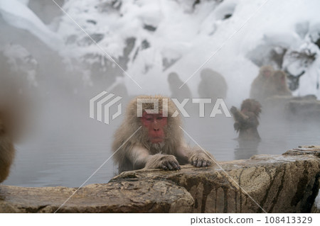 Snow Monkey Japanese Monkey Jigokudani Monkey Park Snow Monkey Japanese Monkey Jigokudani Monkey Park 108413329