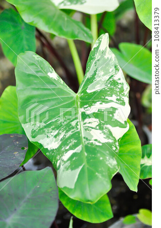 Alocasia, Alocasia macrorrhizos or Alocasia plant or tricolor alocasia Alocasia, Alocasia macrorrhizos or Alocasia plant or tricolor alocasia 108413379