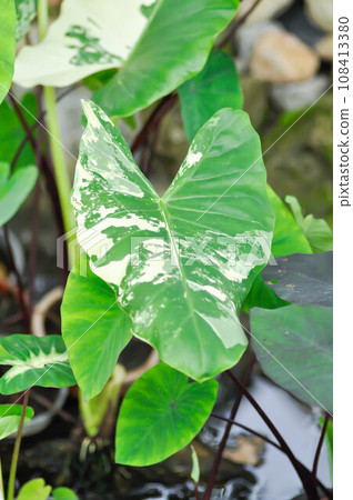 Alocasia, Alocasia macrorrhizos or Alocasia plant or tricolor alocasia 108413380