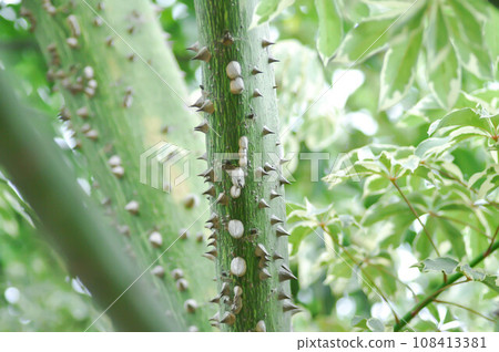 Bombax anceps Pierre, nBombacaceae,Bombax ceiba Linn or BOMBACACEAE or silk floss tree or Bombax ceiba L cultv variegata 108413381