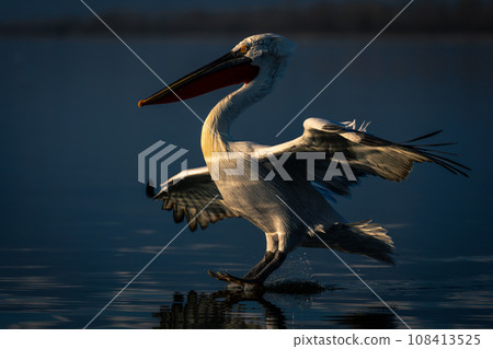 Dalmatian pelican landing on lake in sunshine Dalmatian pelican landing on lake in sunshine 108413525
