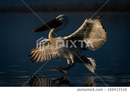 Dalmatian pelican landing on water in sunshine Dalmatian pelican landing on water in sunshine 108413526